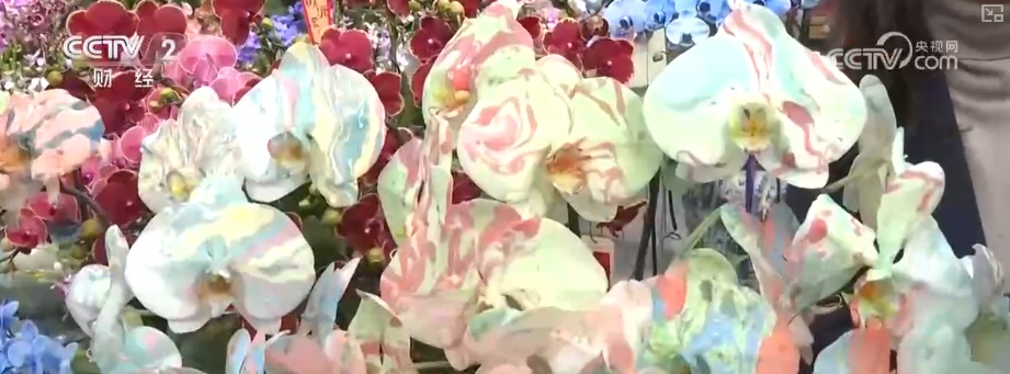 “鲜花经济”撬动节前火热消费 新品种添彩新春 年宵花香飘海外