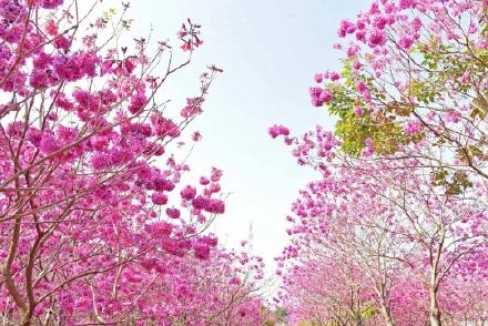 紫花风铃已成广州网红 错过就要等明年！