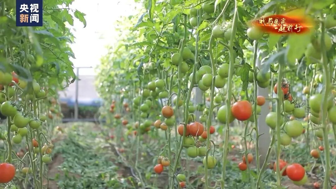 种菜吗？这不就是梦想中的“开心农场”？