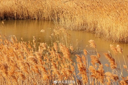 收藏！这组芦苇图可以当壁纸