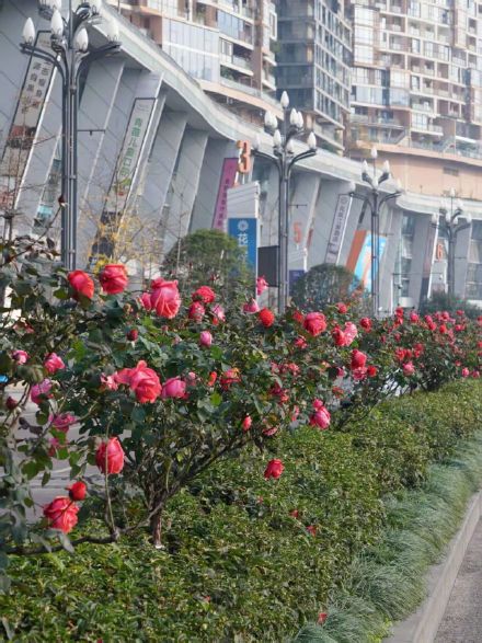 重庆的浪漫藏在绿化带里