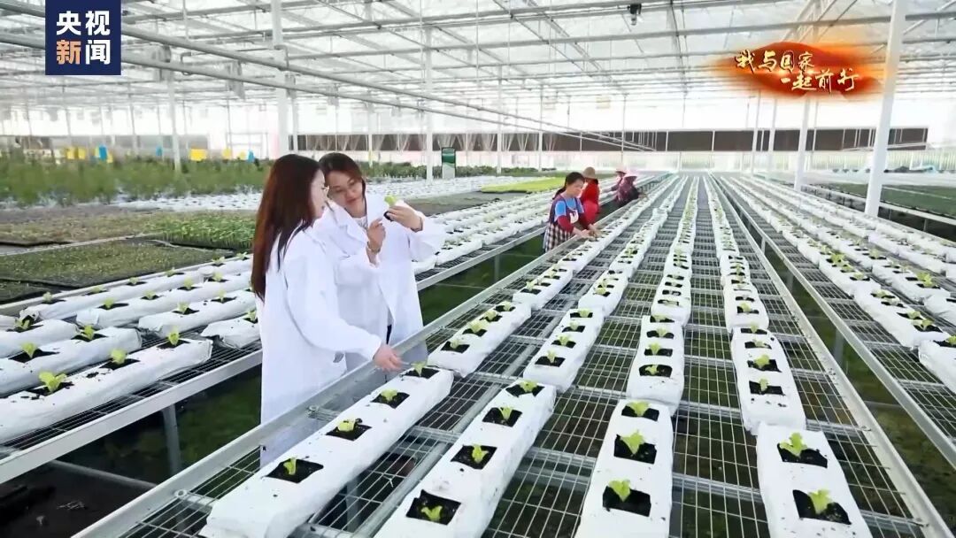 种菜吗？这不就是梦想中的“开心农场”？