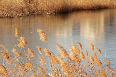 收藏！这组芦苇图可以当壁纸