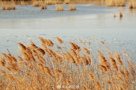 收藏！这组芦苇图可以当壁纸
