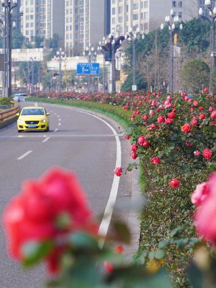 重庆的浪漫藏在绿化带里