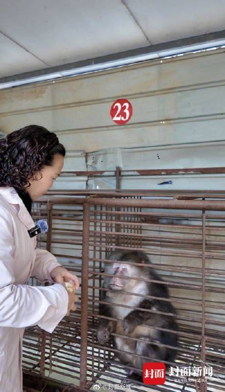 峨眉山战败的猴子去哪了