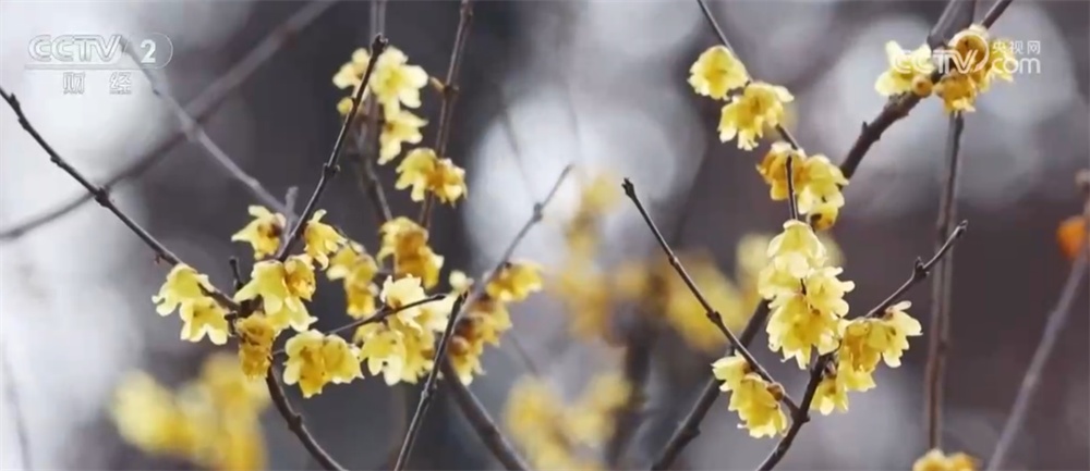 “文化游”“赏花游”“错峰游”解锁“冬日经济”新活力 文旅市场消费潜能持续释放