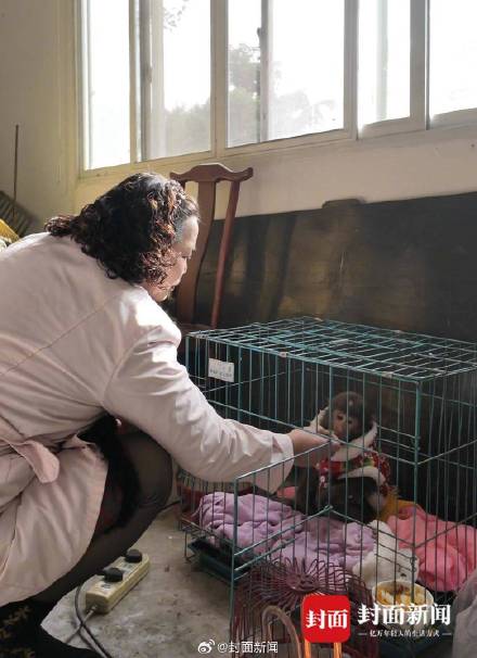 峨眉山战败的猴子去哪了