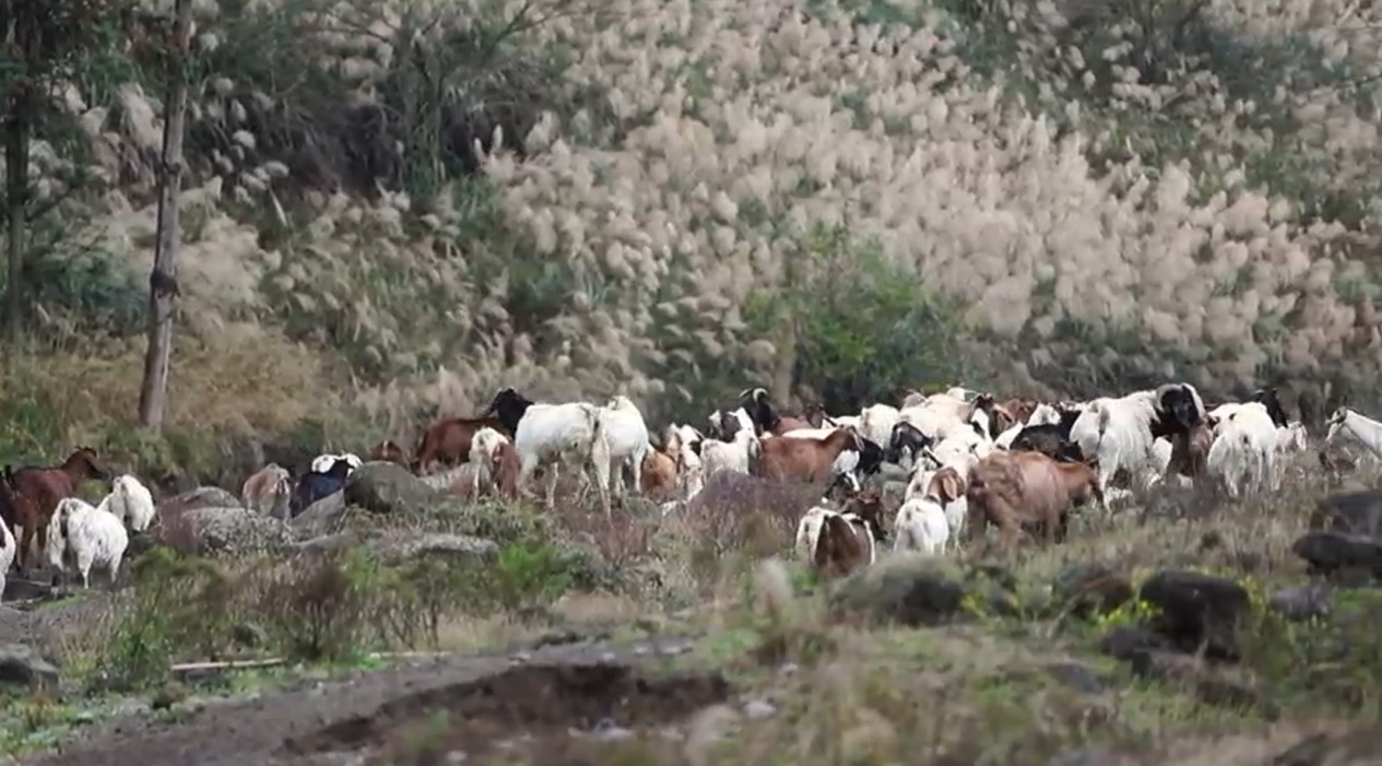 “三九”时节四川大竹羊肉汤锅暖意升腾 “三九”时节四川大竹羊肉汤锅暖意升腾