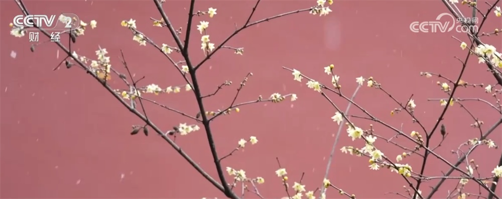 “文化游”“赏花游”“错峰游”解锁“冬日经济”新活力 文旅市场消费潜能持续释放