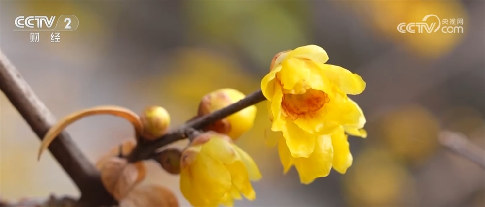 “文化游”“赏花游”“错峰游”解锁“冬日经济”新活力 文旅市场消费潜能持续释放