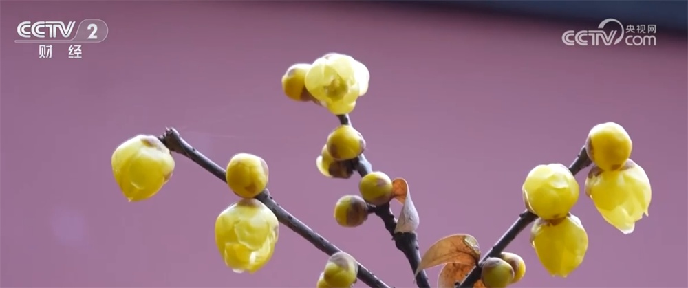 “文化游”“赏花游”“错峰游”解锁“冬日经济”新活力 文旅市场消费潜能持续释放