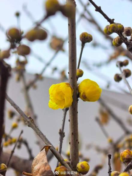 春节上海有望在梅花盛开中度过！上海第一缕梅香已经飘来，蜡梅也已零星开放