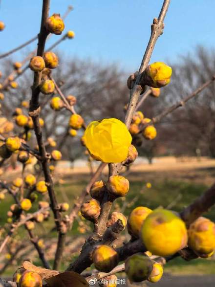 春节上海有望在梅花盛开中度过！上海第一缕梅香已经飘来，蜡梅也已零星开放