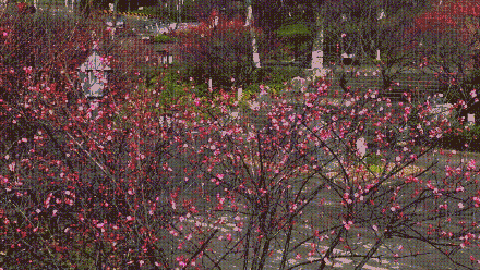 最高15℃！重庆“三九”热“huo”天，红梅蜡梅邀君赏！