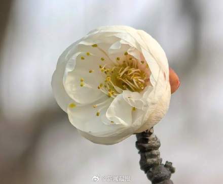 春节上海有望在梅花盛开中度过！上海第一缕梅香已经飘来，蜡梅也已零星开放