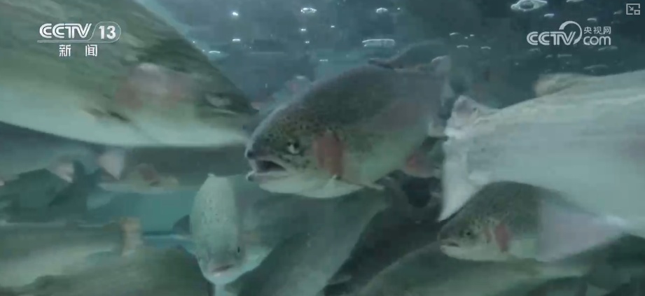 “智慧化养殖+保姆式服务”加速丰盈“蓝色粮仓” 海洋经济释放强劲动能