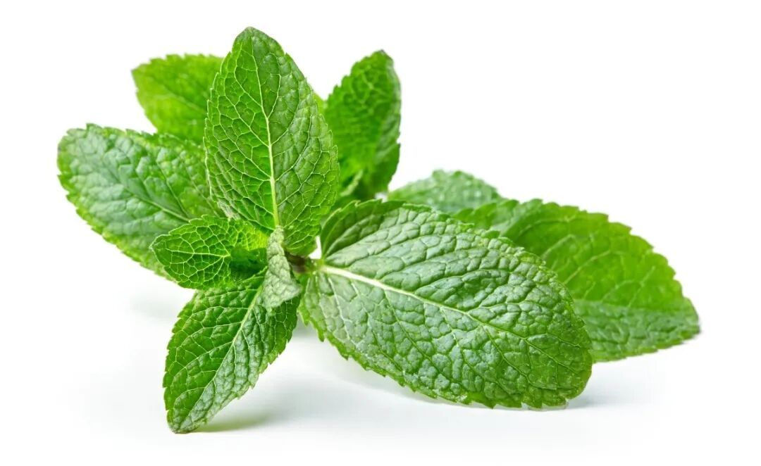 可以吃的“肺部加湿器”！燥热没了，津液足了，老“痰根”也清了！