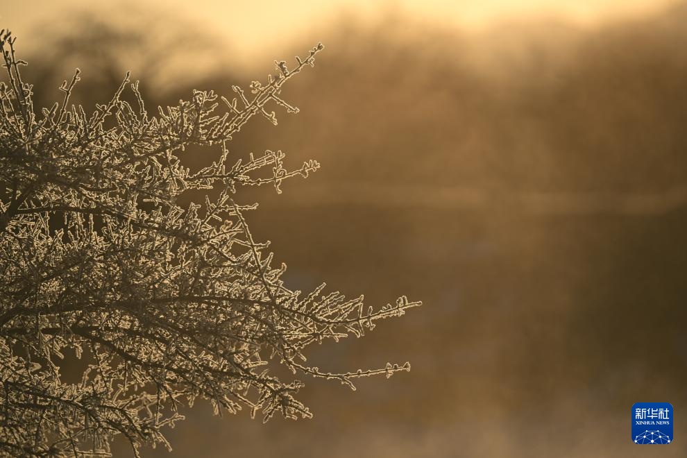 青海祁连：日出映雾凇