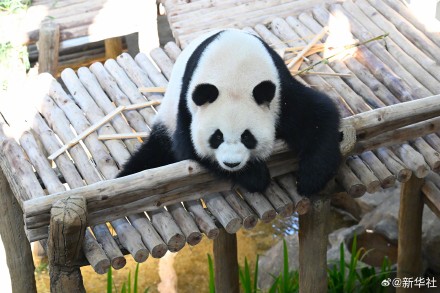 旅马大熊猫辰星晓月正式亮相