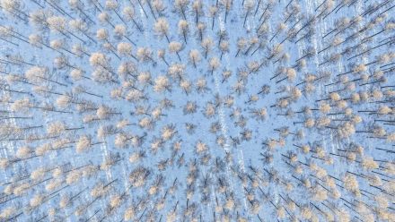 收藏！冬日塞罕坝美成壁纸