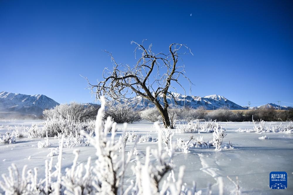 青海祁连：日出映雾凇