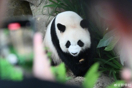 旅马大熊猫辰星晓月正式亮相