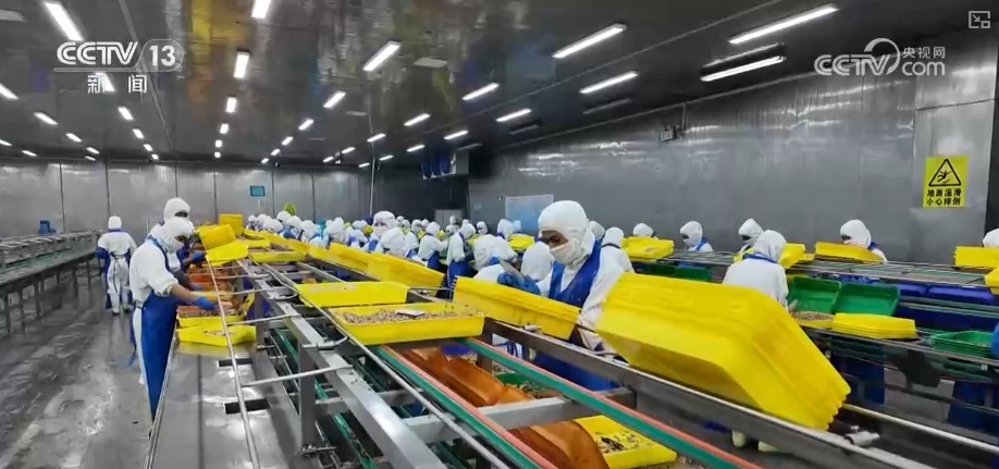 “智慧化养殖+保姆式服务”加速丰盈“蓝色粮仓” 海洋经济释放强劲动能