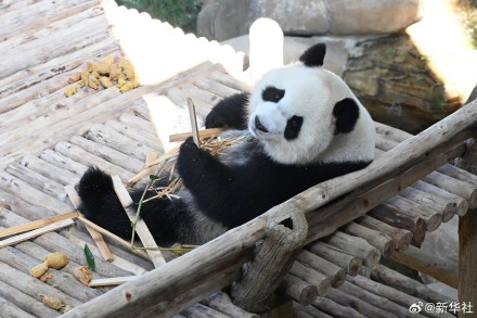 旅马大熊猫辰星晓月正式亮相