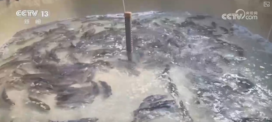 “智慧化养殖+保姆式服务”加速丰盈“蓝色粮仓” 海洋经济释放强劲动能