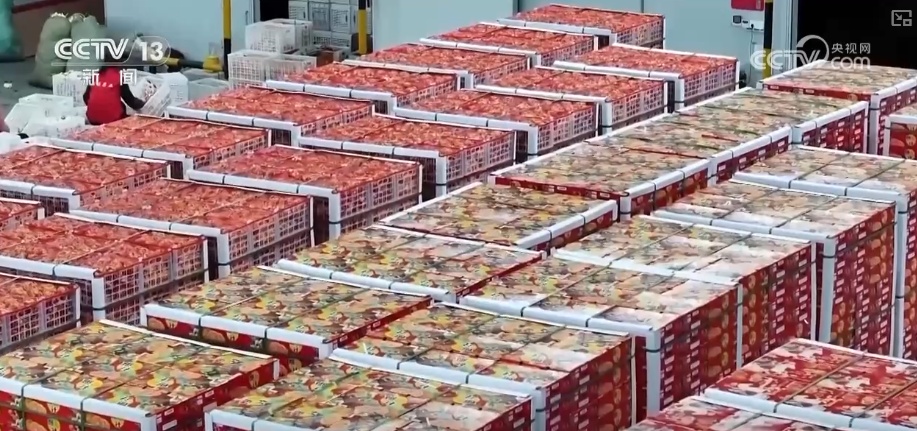 科技加持让致富果“甜”上加“值” “颜值关”叠加“低碳关”成为农产品过硬竞争力