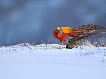 这是“雪上精灵”啊！临汾雪原现红腹锦鸡凤求凰图景