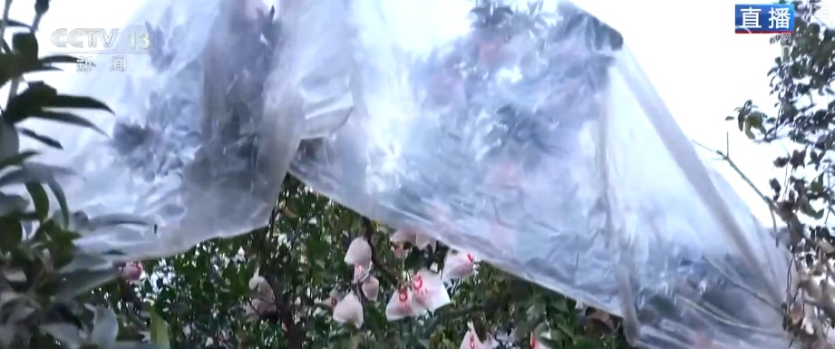 科技加持让致富果“甜”上加“值” “颜值关”叠加“低碳关”成为农产品过硬竞争力