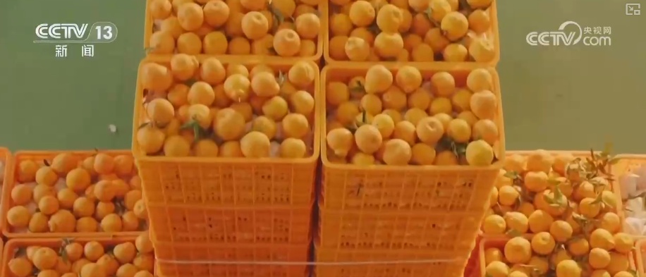 科技加持让致富果“甜”上加“值” “颜值关”叠加“低碳关”成为农产品过硬竞争力