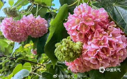 粉韵枝头！广西南宁南湖公园芙蓉花引客来