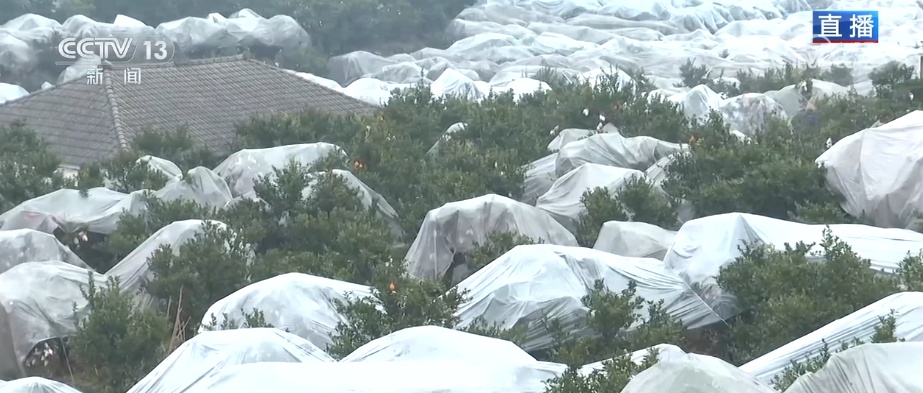 科技加持让致富果“甜”上加“值” “颜值关”叠加“低碳关”成为农产品过硬竞争力