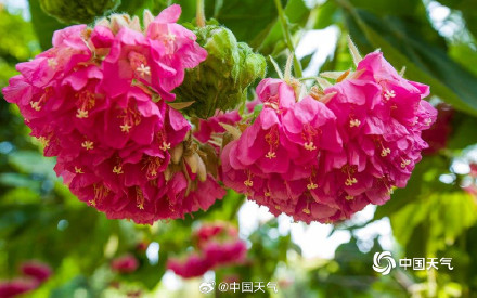 粉韵枝头！广西南宁南湖公园芙蓉花引客来