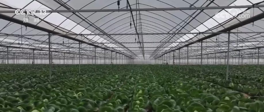 科技加持让致富果“甜”上加“值” “颜值关”叠加“低碳关”成为农产品过硬竞争力