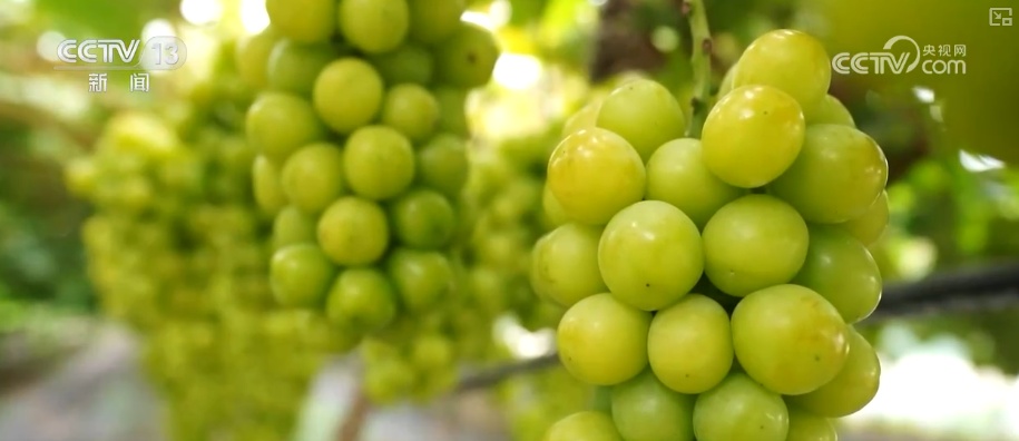 科技加持让致富果“甜”上加“值” “颜值关”叠加“低碳关”成为农产品过硬竞争力