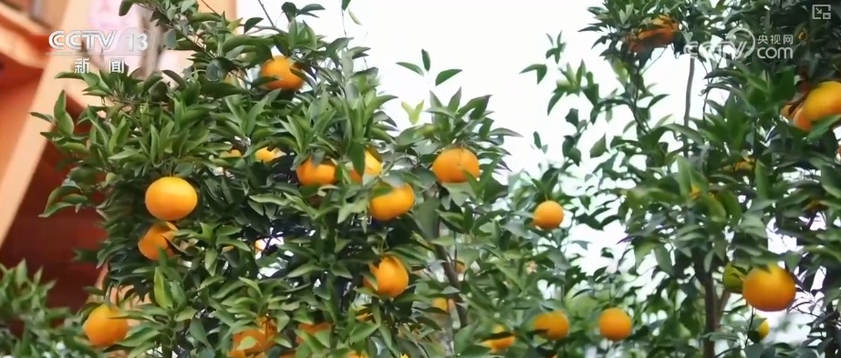 科技加持让致富果“甜”上加“值” “颜值关”叠加“低碳关”成为农产品过硬竞争力