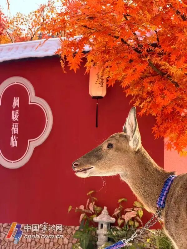 宁波首座地铁口庭院开放，每逢整点还有人造雪花