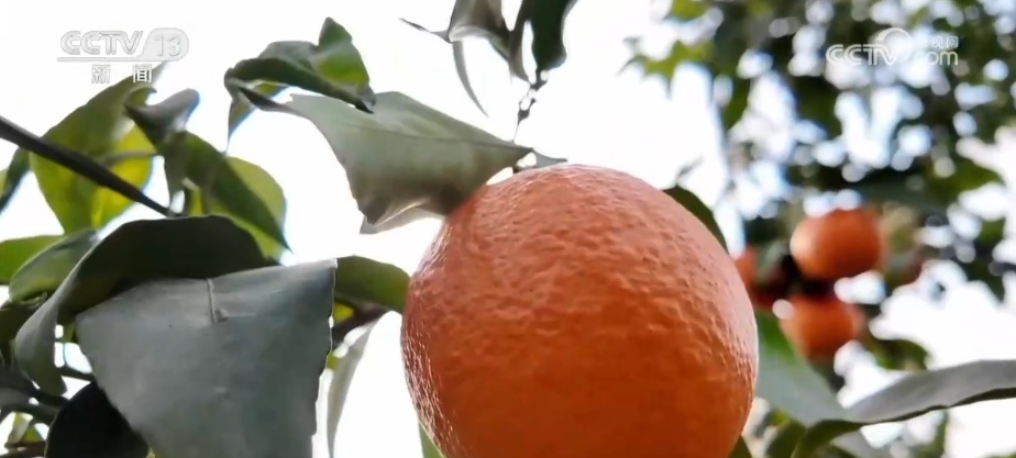 科技加持让致富果“甜”上加“值” “颜值关”叠加“低碳关”成为农产品过硬竞争力