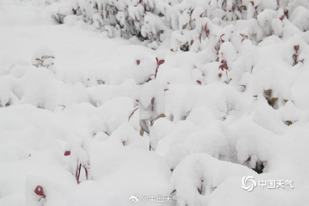 威海的雪下到模糊