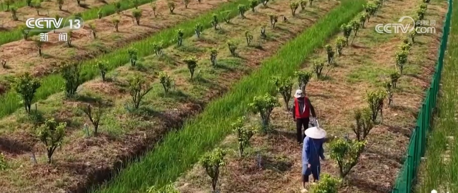 科技加持让致富果“甜”上加“值” “颜值关”叠加“低碳关”成为农产品过硬竞争力