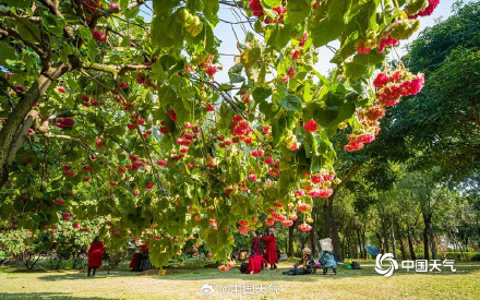 粉韵枝头！广西南宁南湖公园芙蓉花引客来