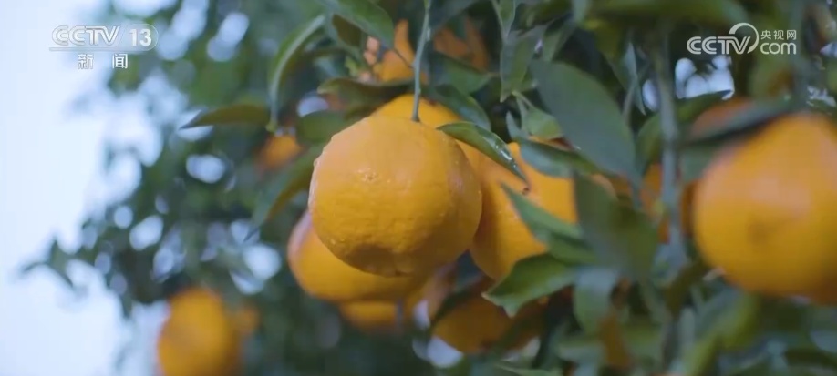科技加持让致富果“甜”上加“值” “颜值关”叠加“低碳关”成为农产品过硬竞争力