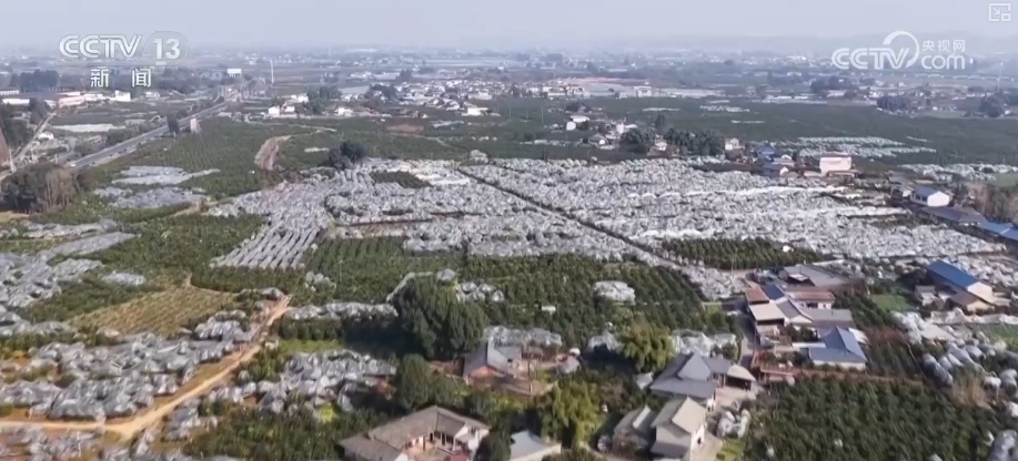 科技加持让致富果“甜”上加“值” “颜值关”叠加“低碳关”成为农产品过硬竞争力