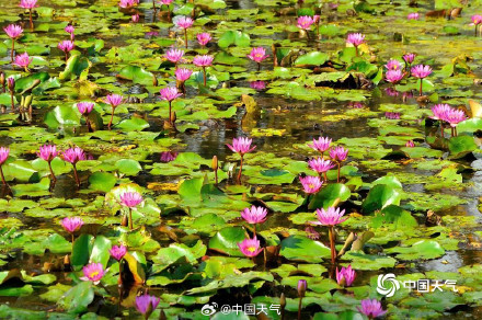 海南儋州温暖舒适睡莲绽放