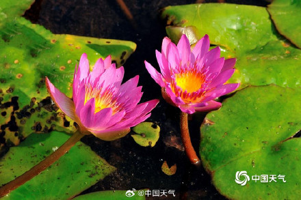 海南儋州温暖舒适睡莲绽放