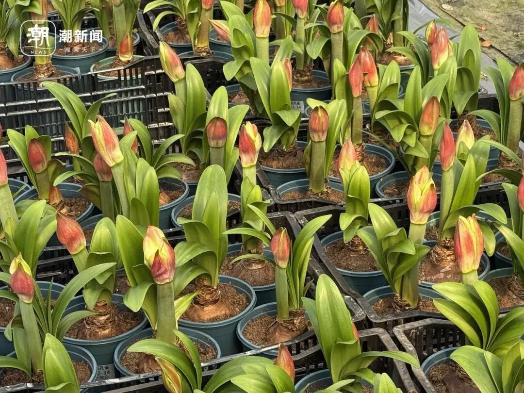 朱顶红种球价格大跳水！近300元跌至35元